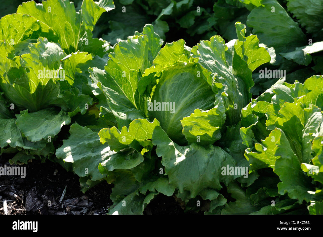 Laitue iceberg (Lactuca sativa var. Capitata) Banque D'Images