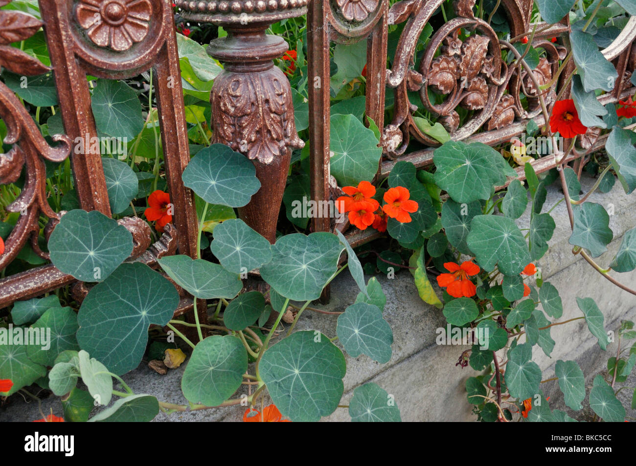 Capucine (Tropaeolum majus) Banque D'Images
