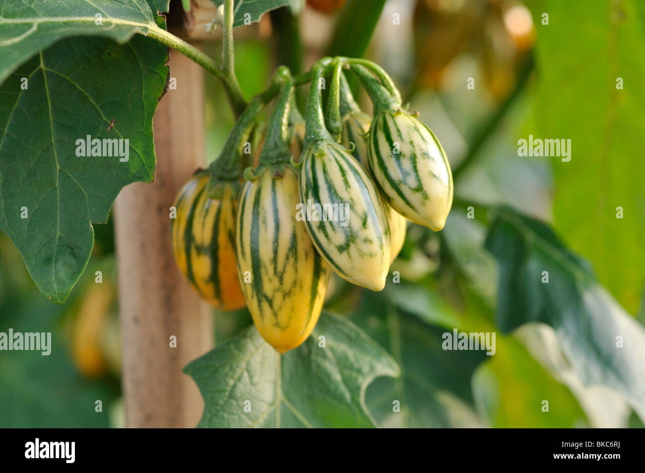 Aubergine (Solanum melongena) 'sjuxtaposé toga' Banque D'Images