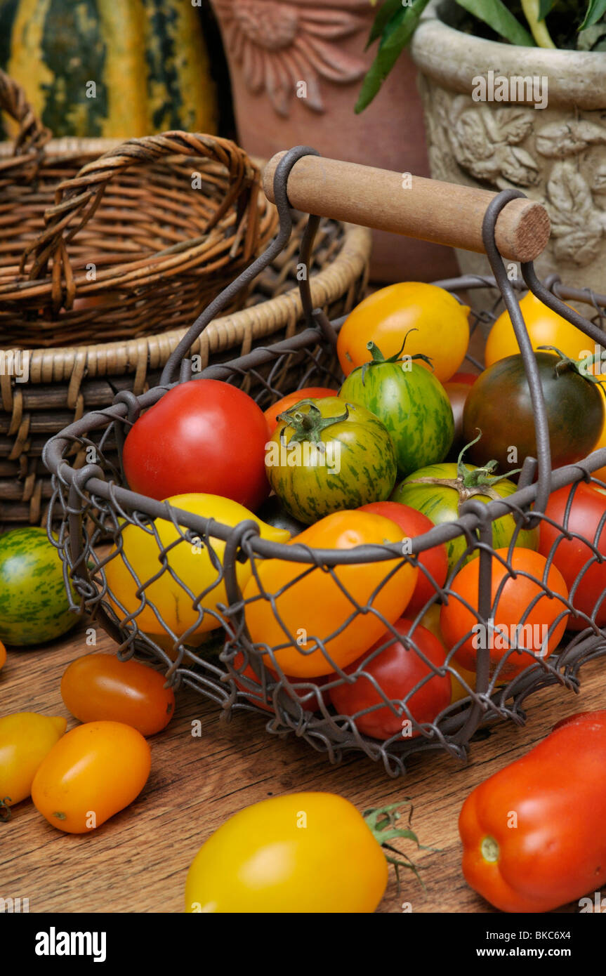 Les tomates (Lycopersicon esculentum) Banque D'Images