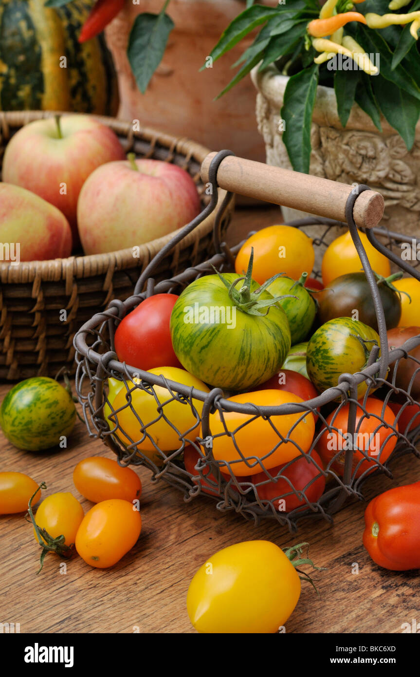Les tomates (Lycopersicon esculentum) Banque D'Images