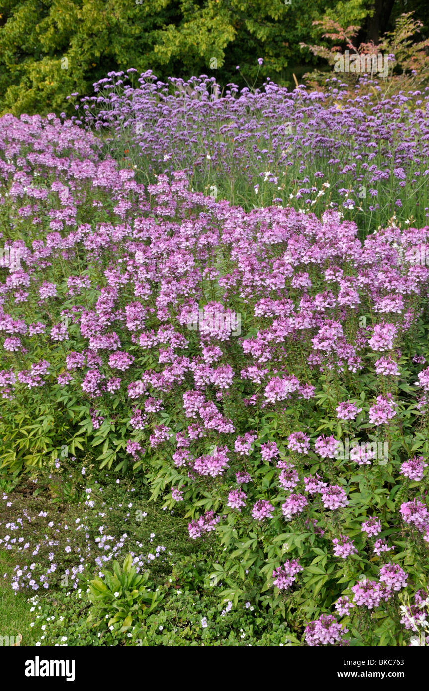Fleur araignée (tarenaya hassleriana 'señorita rosalita' Cleome hassleriana syn. 'señorita rosalita') et purpletop verveine (Verbena bonariensis) Banque D'Images