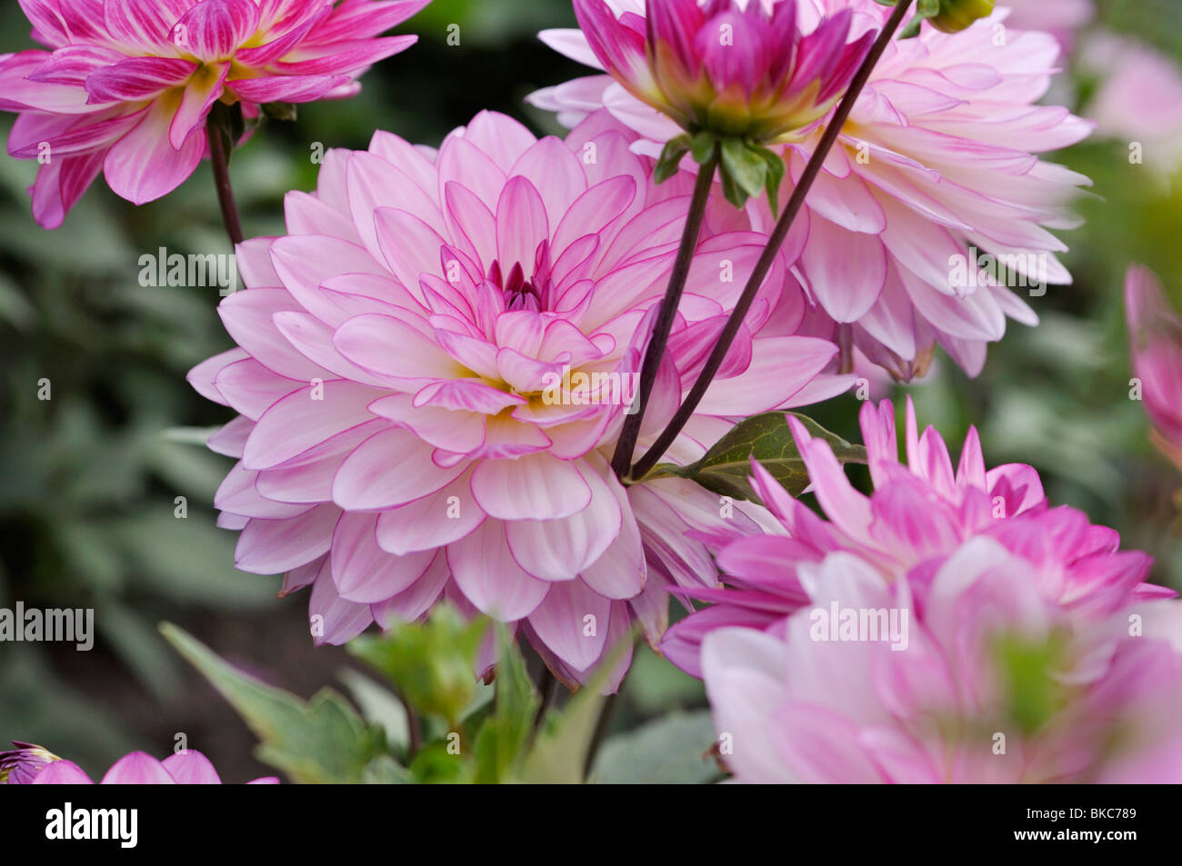 Le dahlia (Dahlia nénuphar oriental dream) Banque D'Images