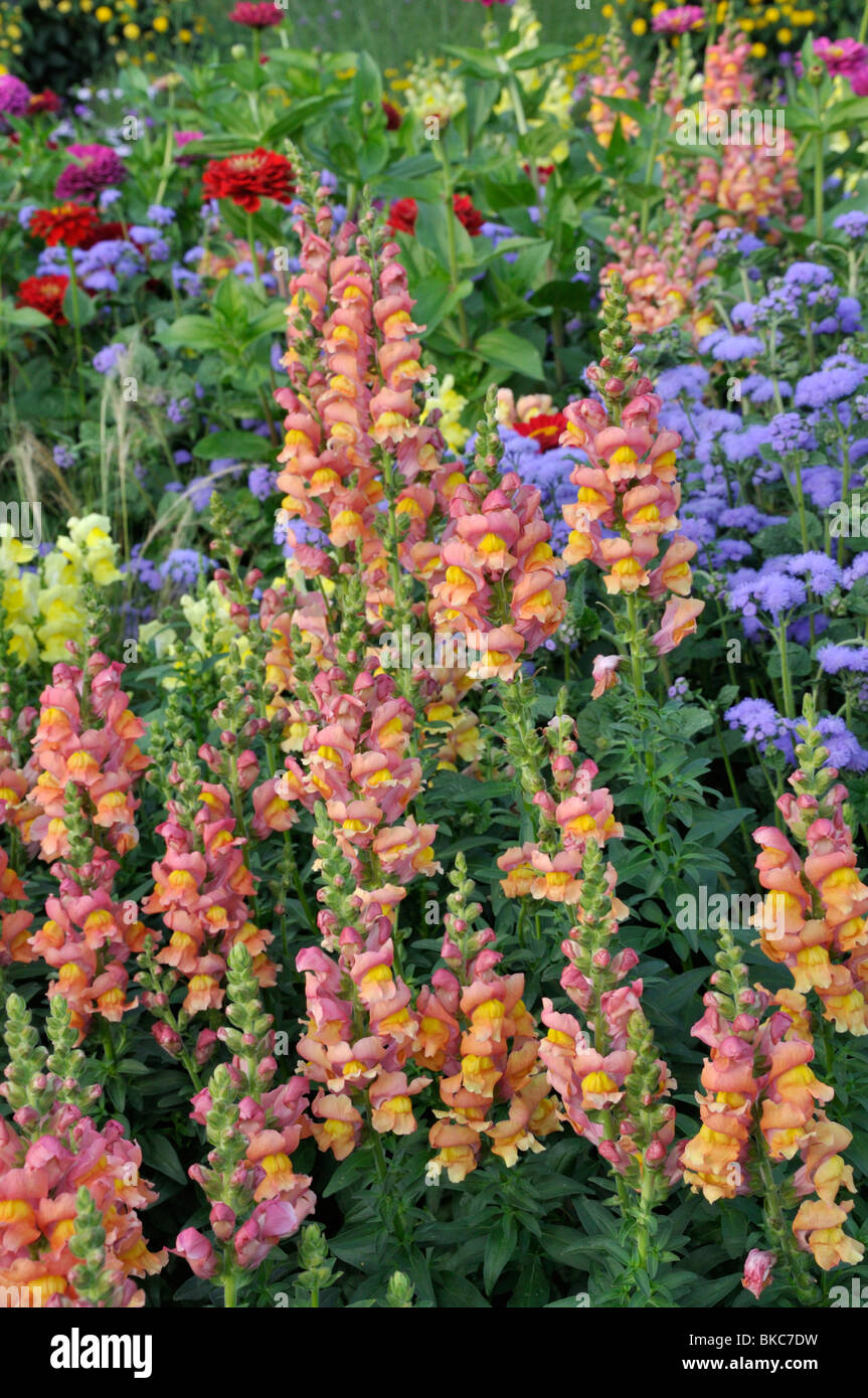 Muflier (Antirrhinum majus), (floss flower Ageratum houstonianum) et (zinnia zinnia) Banque D'Images