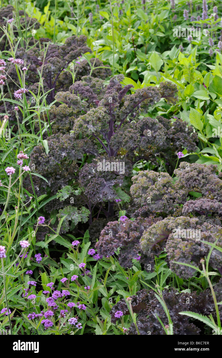 Chou (Brassica oleracea var. sabellica 'Redbor') Banque D'Images