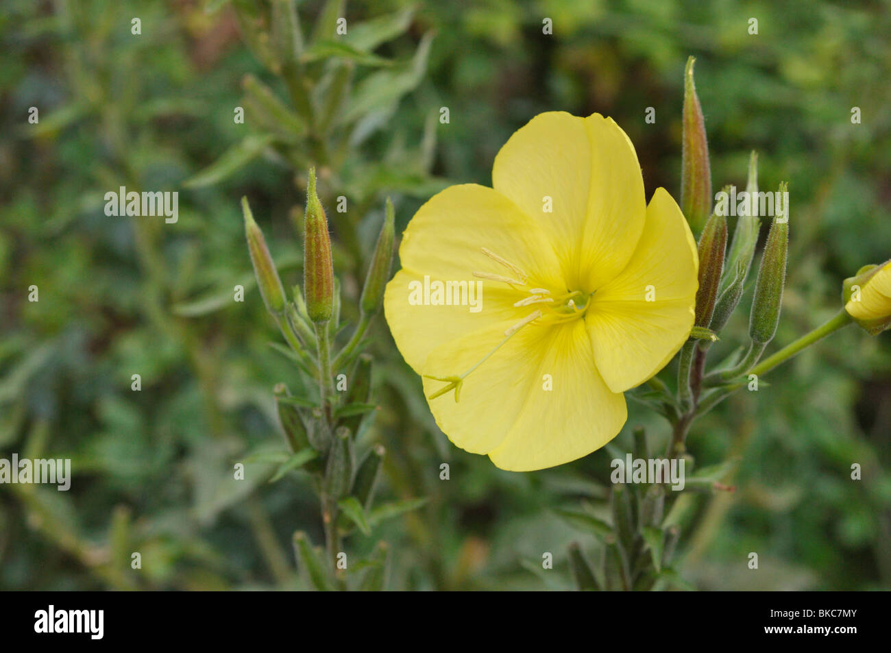 Grande fleur onagre (Oenothera erythrosepala) Banque D'Images