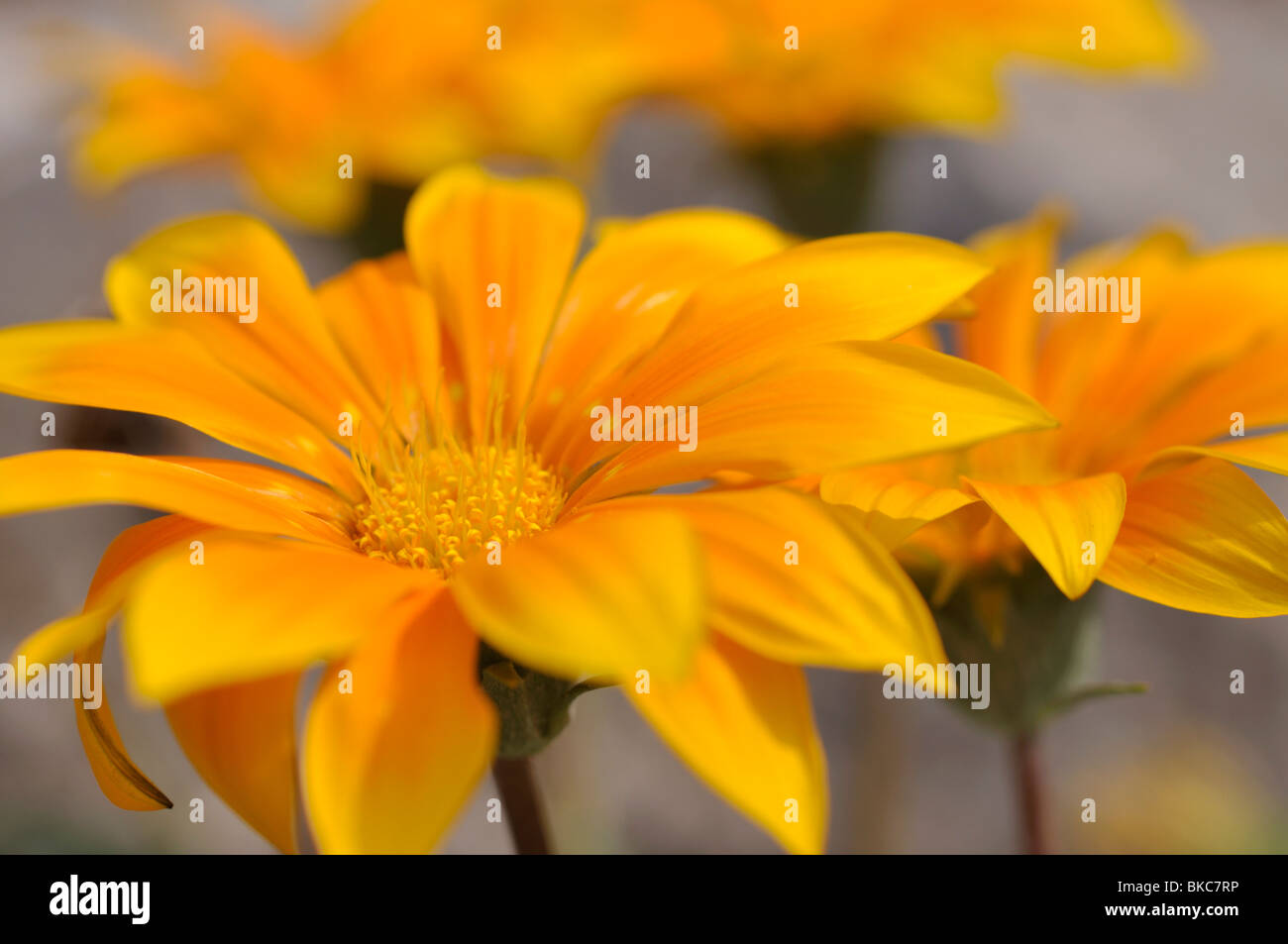 Fleur Gazania rigens (Trésor) Banque D'Images