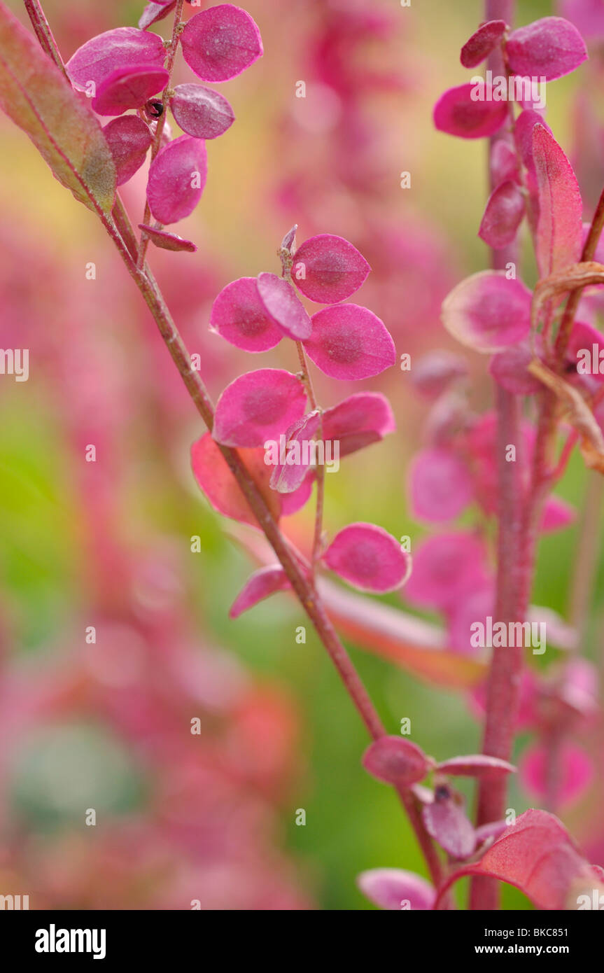 Jardin rouge arroches (Atriplex hortensis var. rubra) Banque D'Images