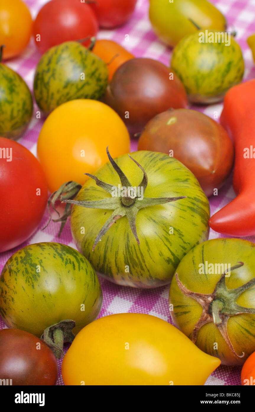 Les tomates (Lycopersicon esculentum) Banque D'Images