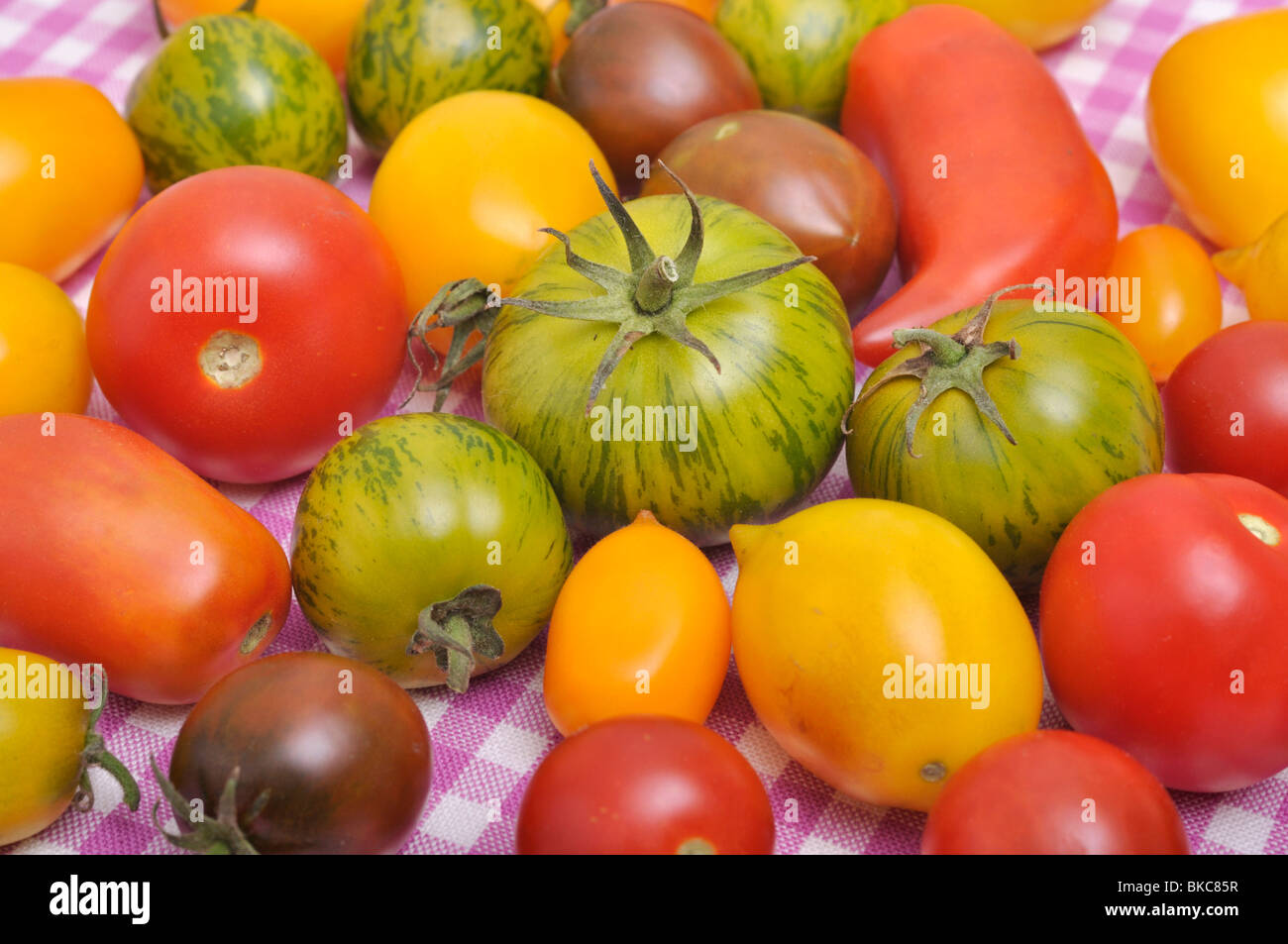 Les tomates (Lycopersicon esculentum) Banque D'Images