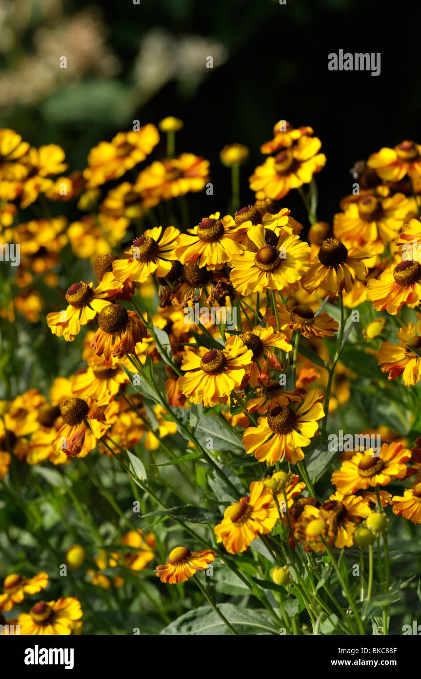 Sneezeweed helenium (rauchtopas) Banque D'Images