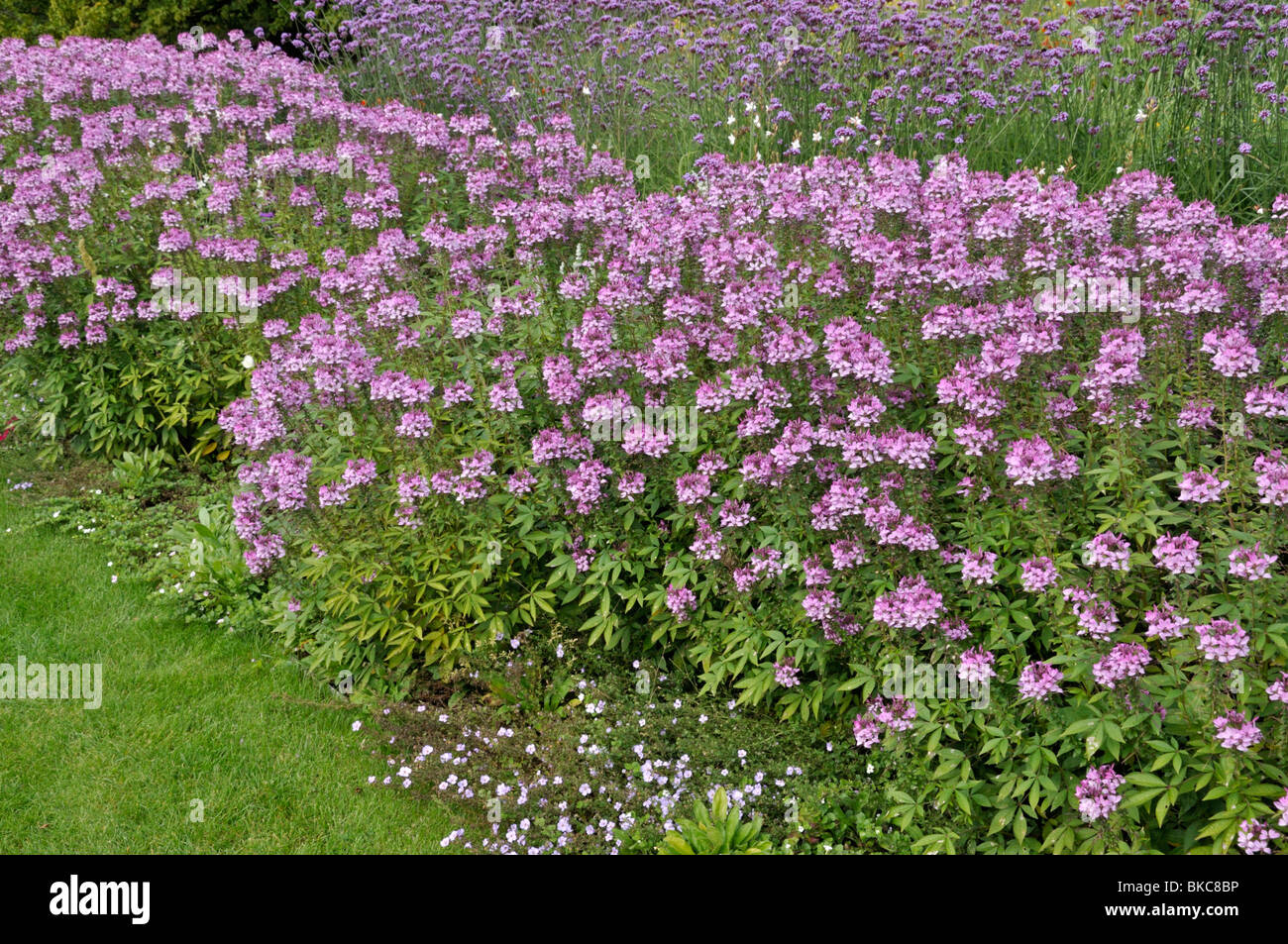 Fleur araignée (tarenaya hassleriana 'señorita rosalita' Cleome hassleriana syn. 'señorita rosalita') et purpletop verveine (Verbena bonariensis) Banque D'Images