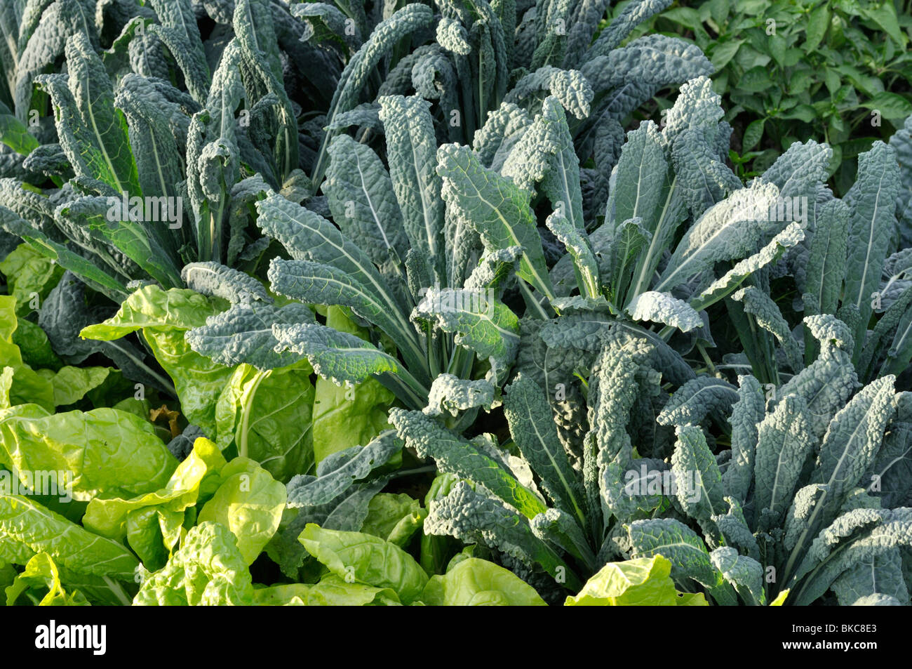 Chou palmiste (Brassica oleracea var. palmifolia) Banque D'Images