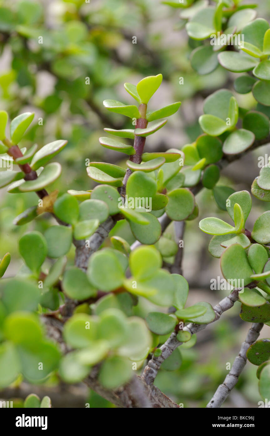 Jade plant nain (portulacaria afra) Banque D'Images