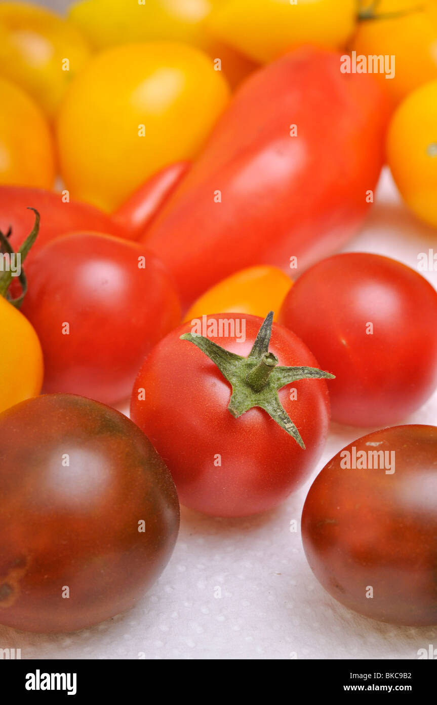 Les tomates (Lycopersicon esculentum) Banque D'Images