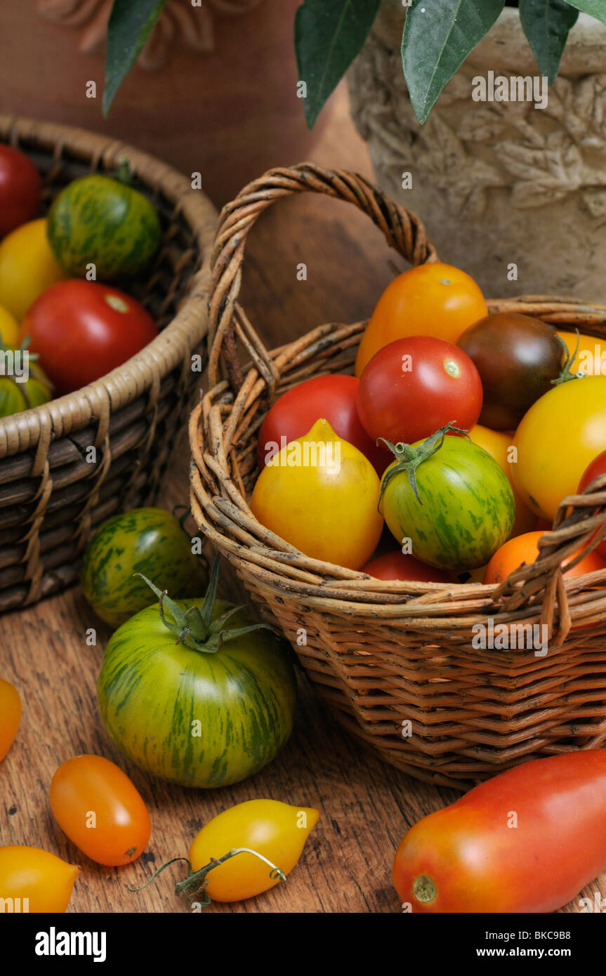 Les tomates (Lycopersicon esculentum) Banque D'Images