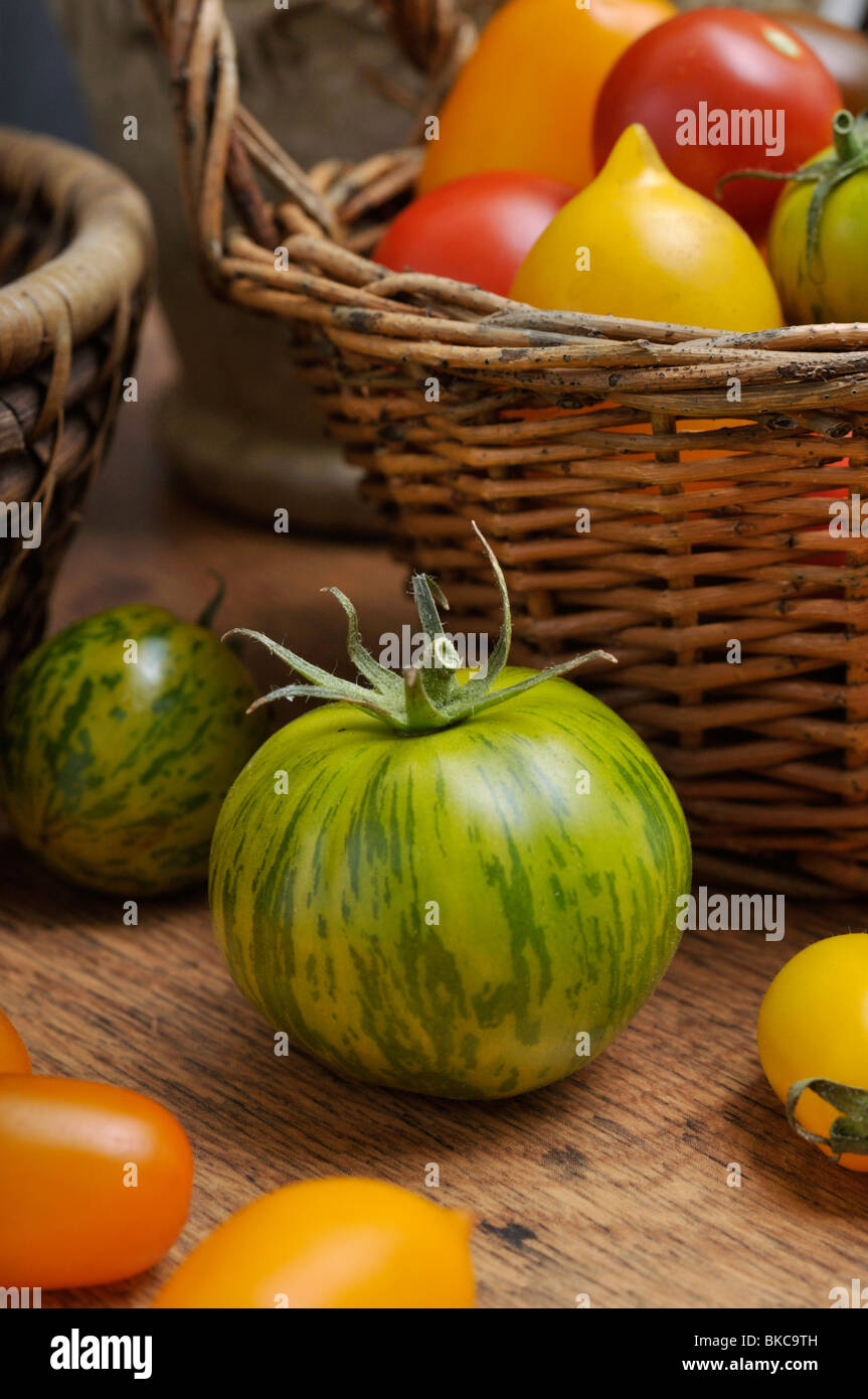 Les tomates (Lycopersicon esculentum) Banque D'Images