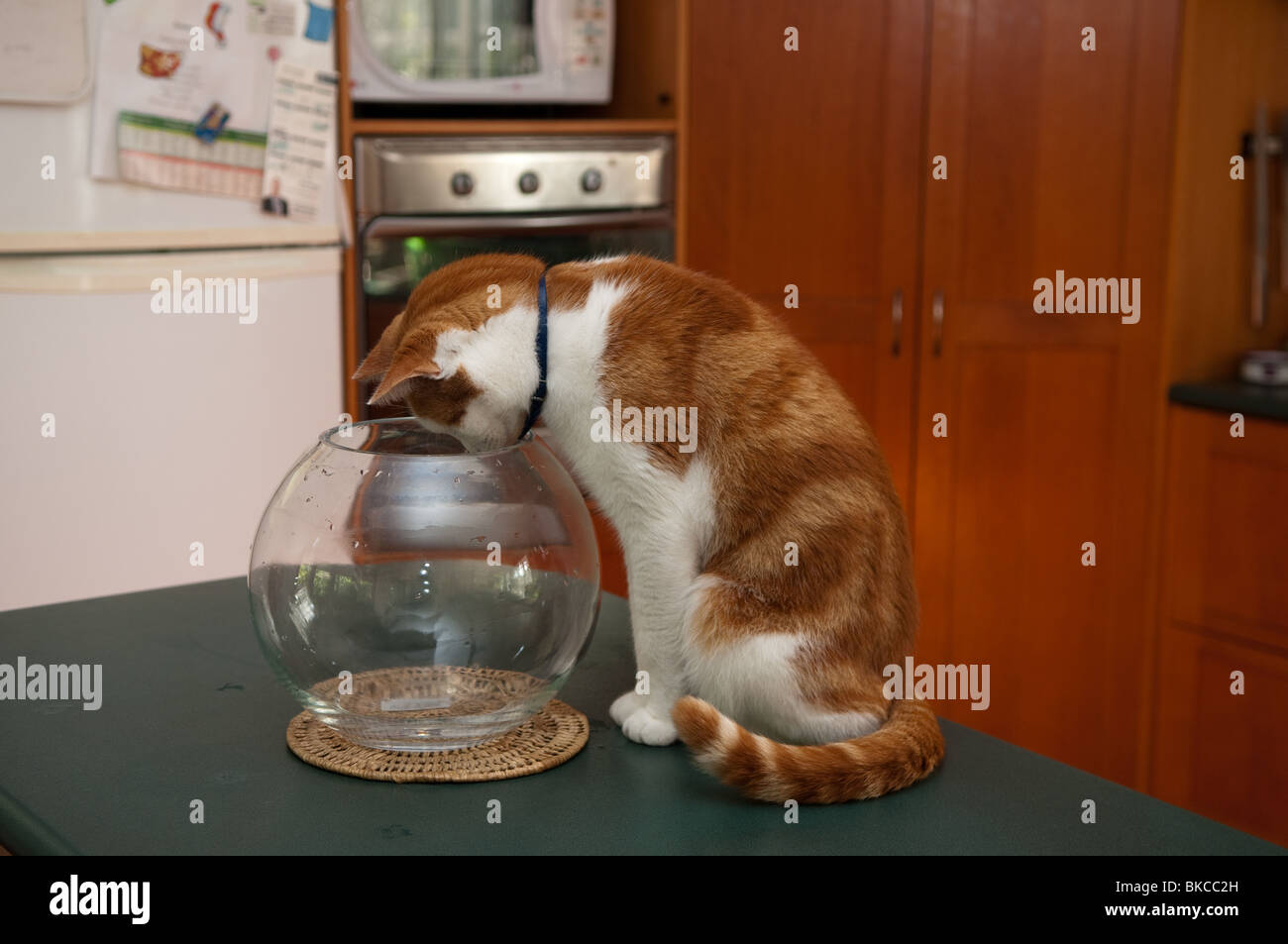 Animal chat jouant avec vide gold fish bowl Banque D'Images