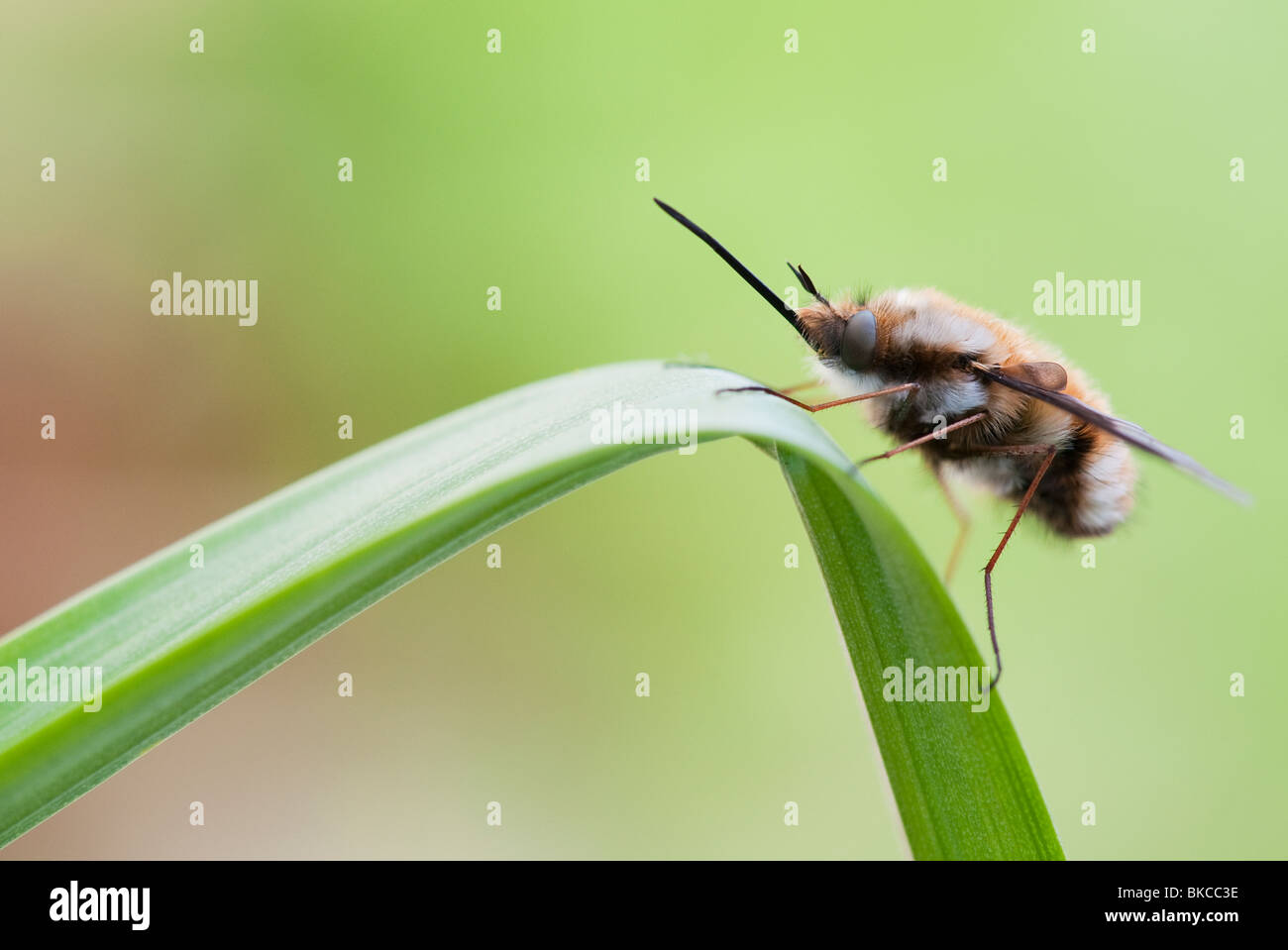 Bombylius major. Bee fly reposant sur une feuille Banque D'Images
