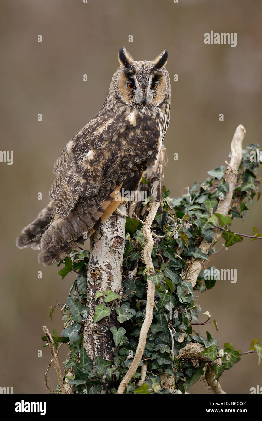 Long-eared Owl (Asio otus), adulte perché sur une souche d'arbre couverts de lierre. Banque D'Images