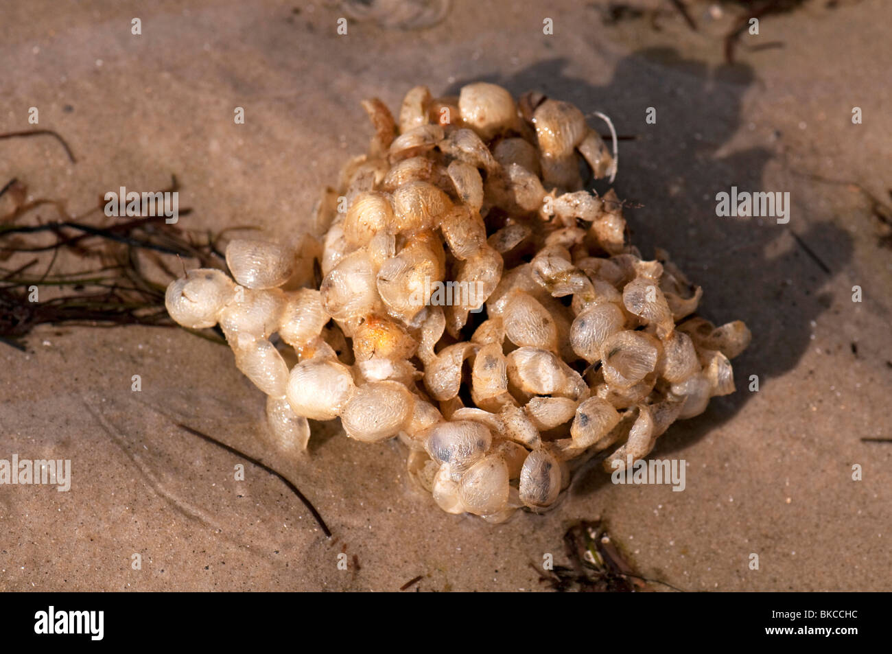 Cas d'oeufs (Buccinum undatum Buccin commun), lavé à terre. Banque D'Images