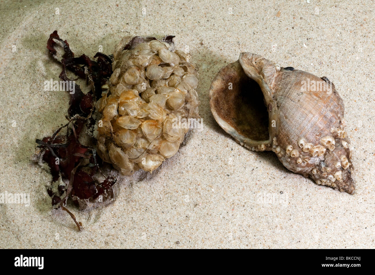 Cas d'oeufs coquille et buccin Buccinum undatum (commune) sur le sable de la plage. Banque D'Images