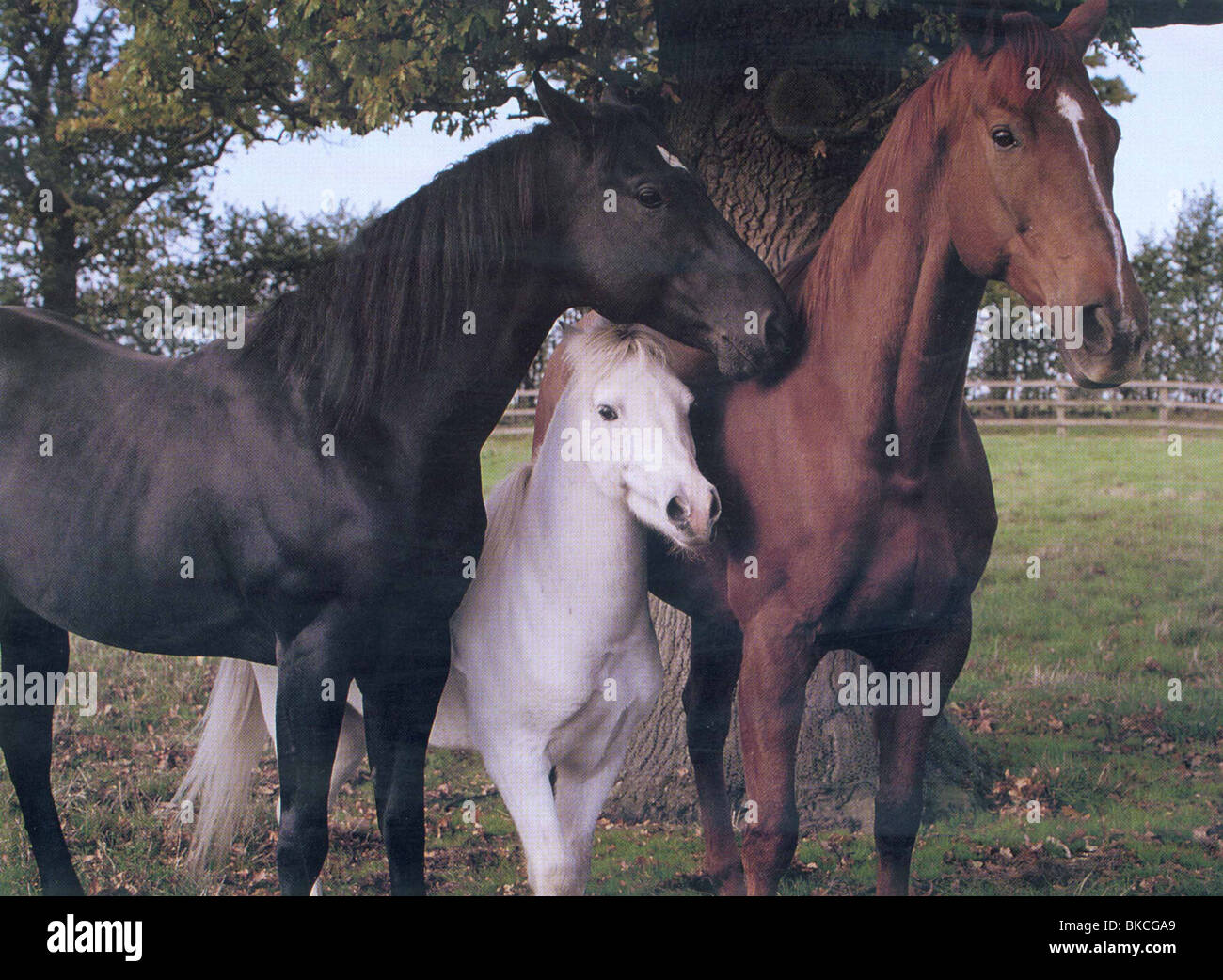 La beauté noire -1995 Banque D'Images