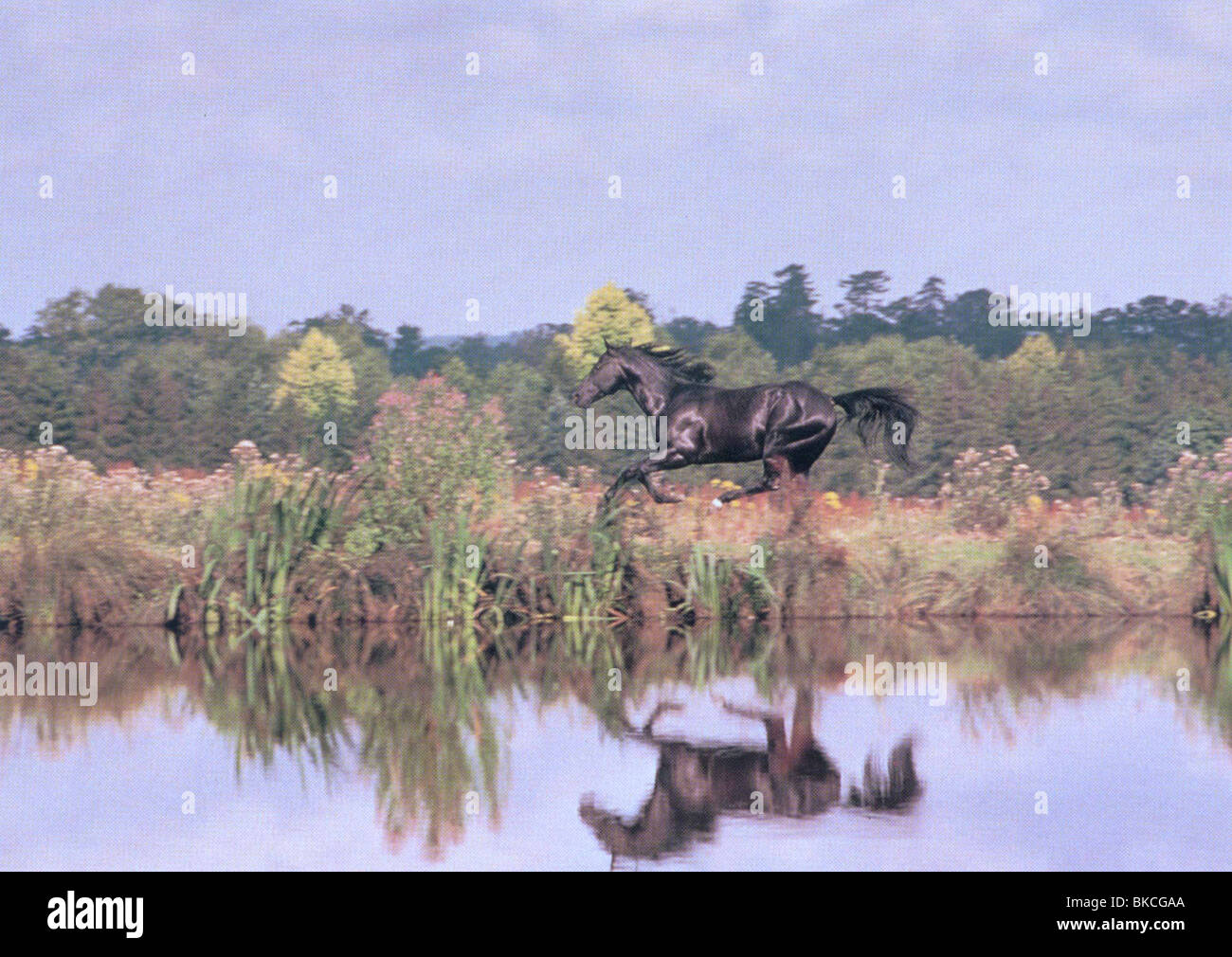 La beauté noire -1995 Banque D'Images