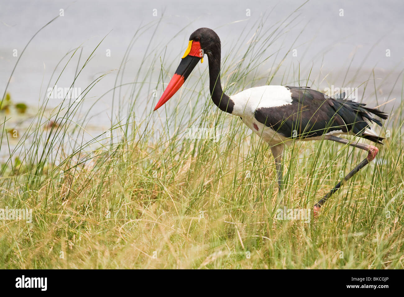 Saddle-billed stork Banque D'Images