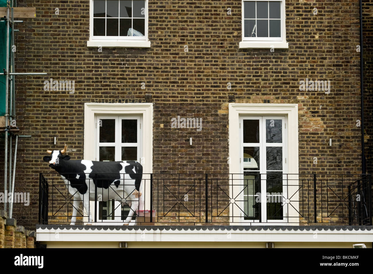 Un modèle d'une vache de race Frisonne britannique sur un balcon sur une maison victorienne construite en brique à Camden au nord de Londres UK Banque D'Images