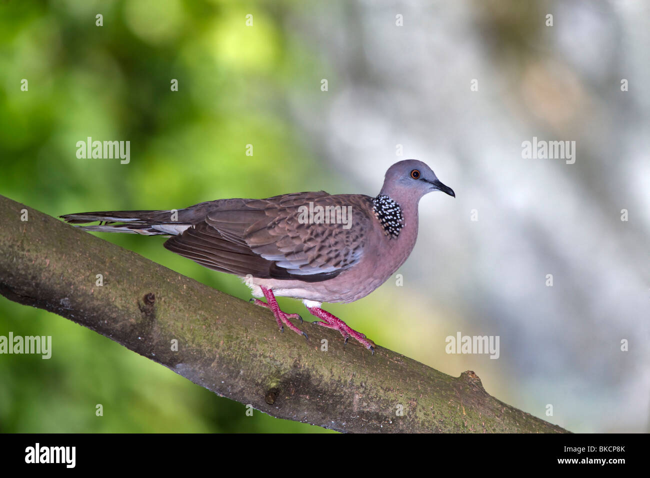 Spotted Dove (Streptopelia chinensis) Banque D'Images