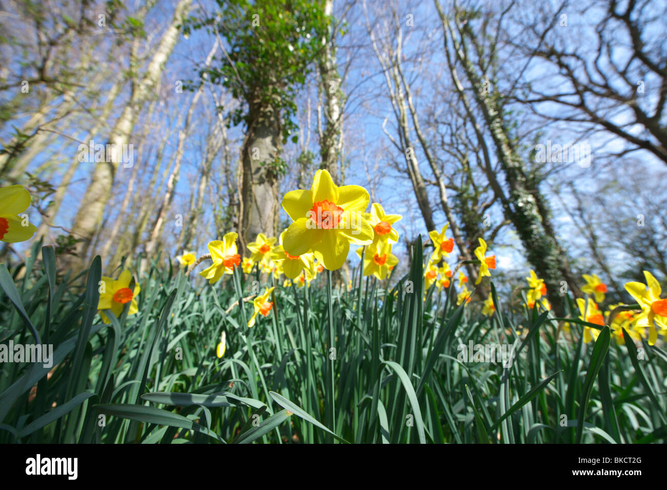 Les jonquilles dans un bois dans le Norfolk sur une journée de printemps ensoleillée Banque D'Images