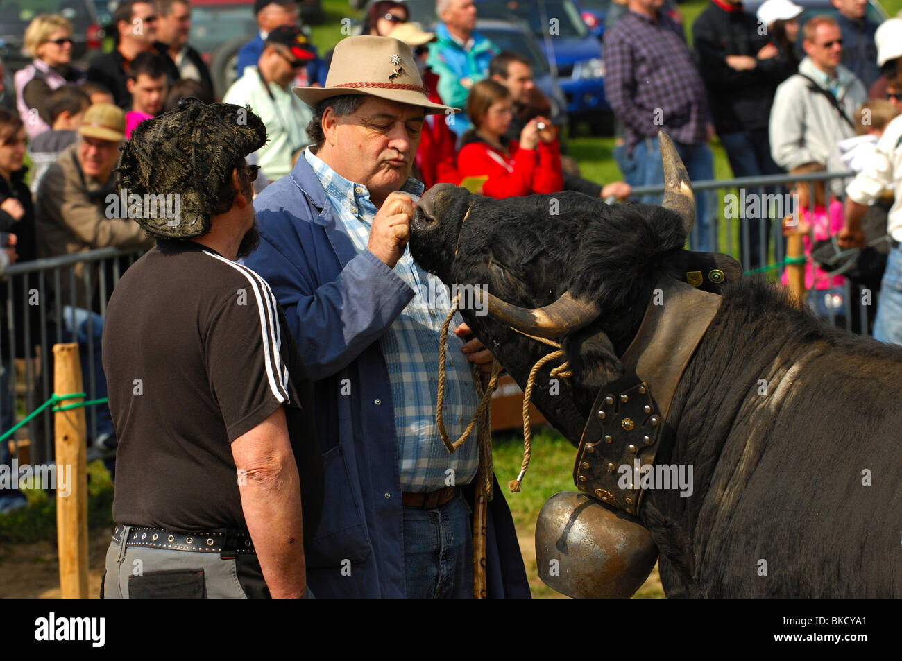 Vache Suisse lutte, l'homme en caressant sa vache Herens combats avant le combat, Bussy-Chardonnay, Canton de Vaud, Suisse Banque D'Images