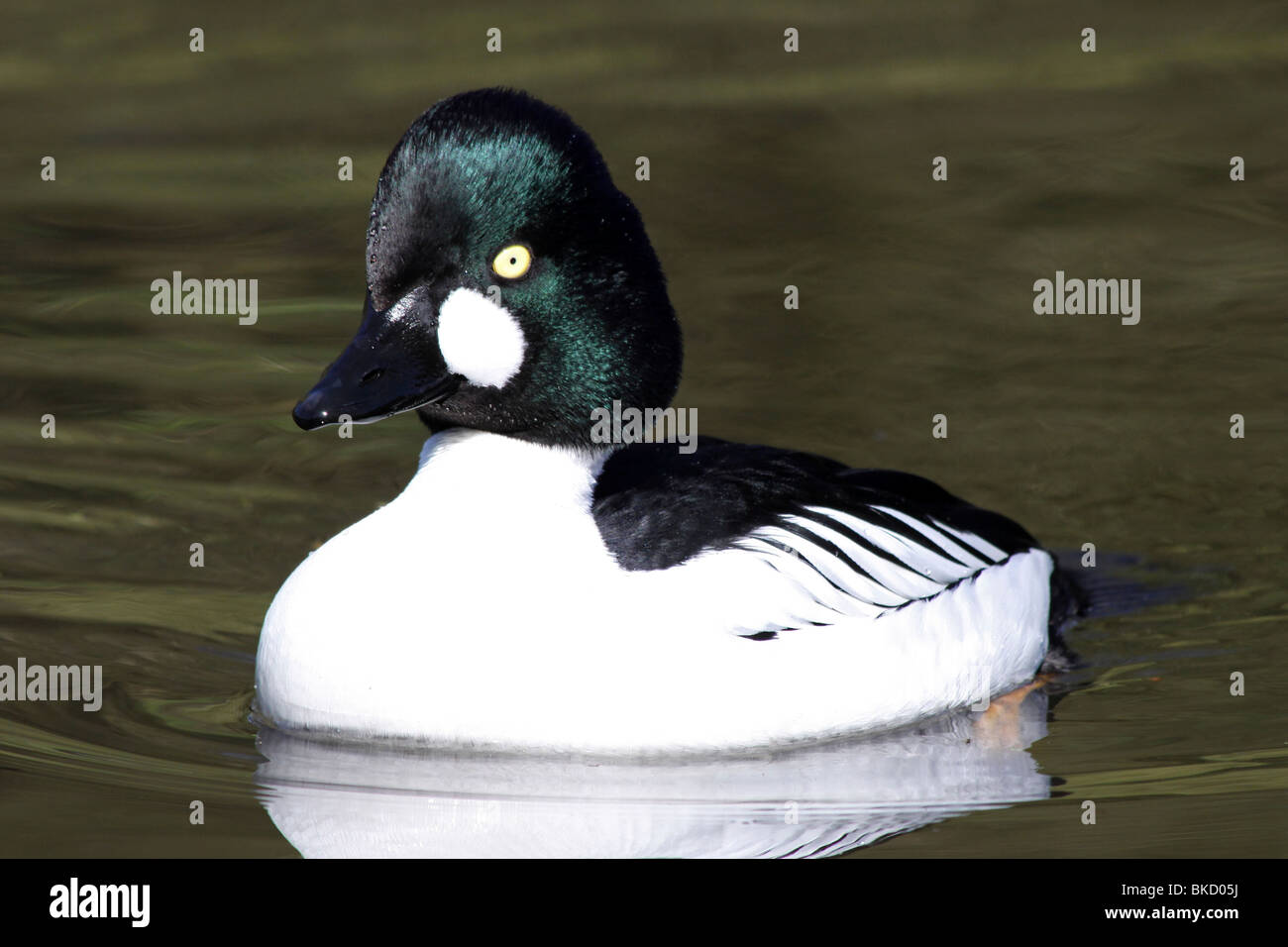 Bucephala clangula Garrot mâle nager à Martin simple WWT, Lancashire UK Banque D'Images