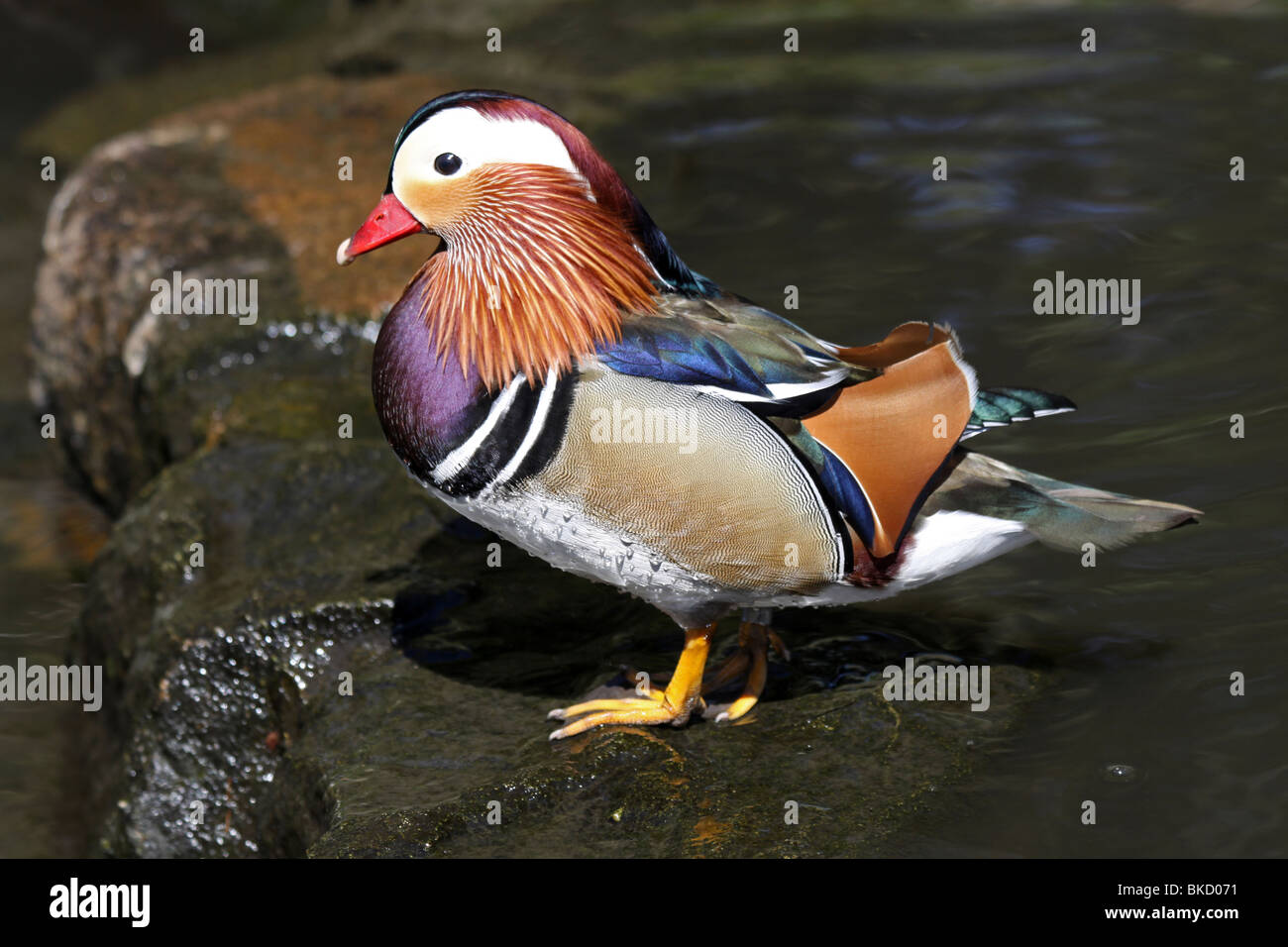 Canard Mandarin Aix galericulata mâle debout sur un rocher à Martin simple WWT, Lancashire UK Banque D'Images