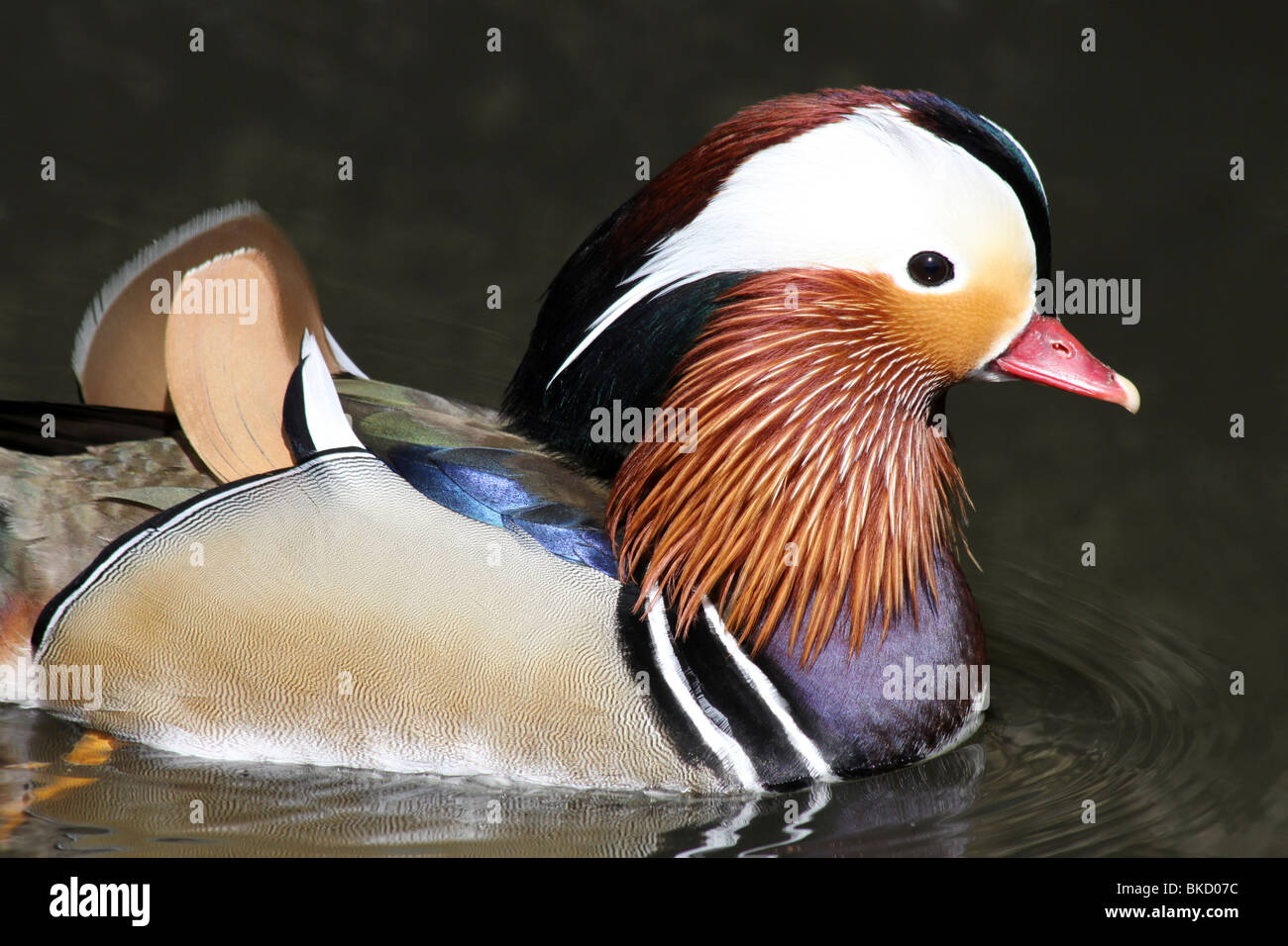 Close-up of Male Canard Mandarin Aix galericulata Natation prise à Martin simple WWT, Lancashire UK Banque D'Images