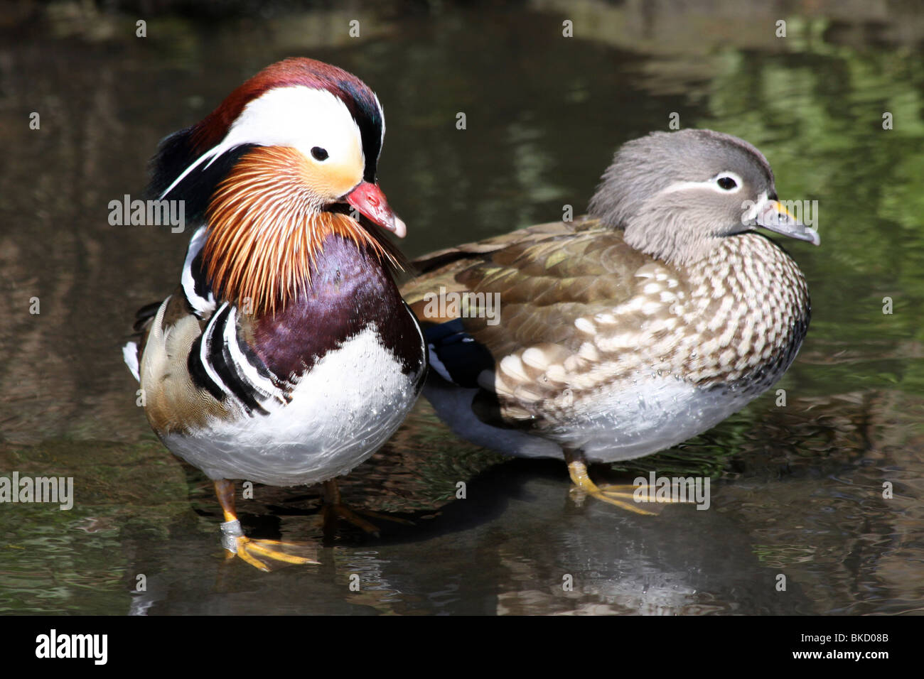 Paire de Canard Mandarin Aix galericulata prises à Martin simple WWT, Lancashire UK Banque D'Images