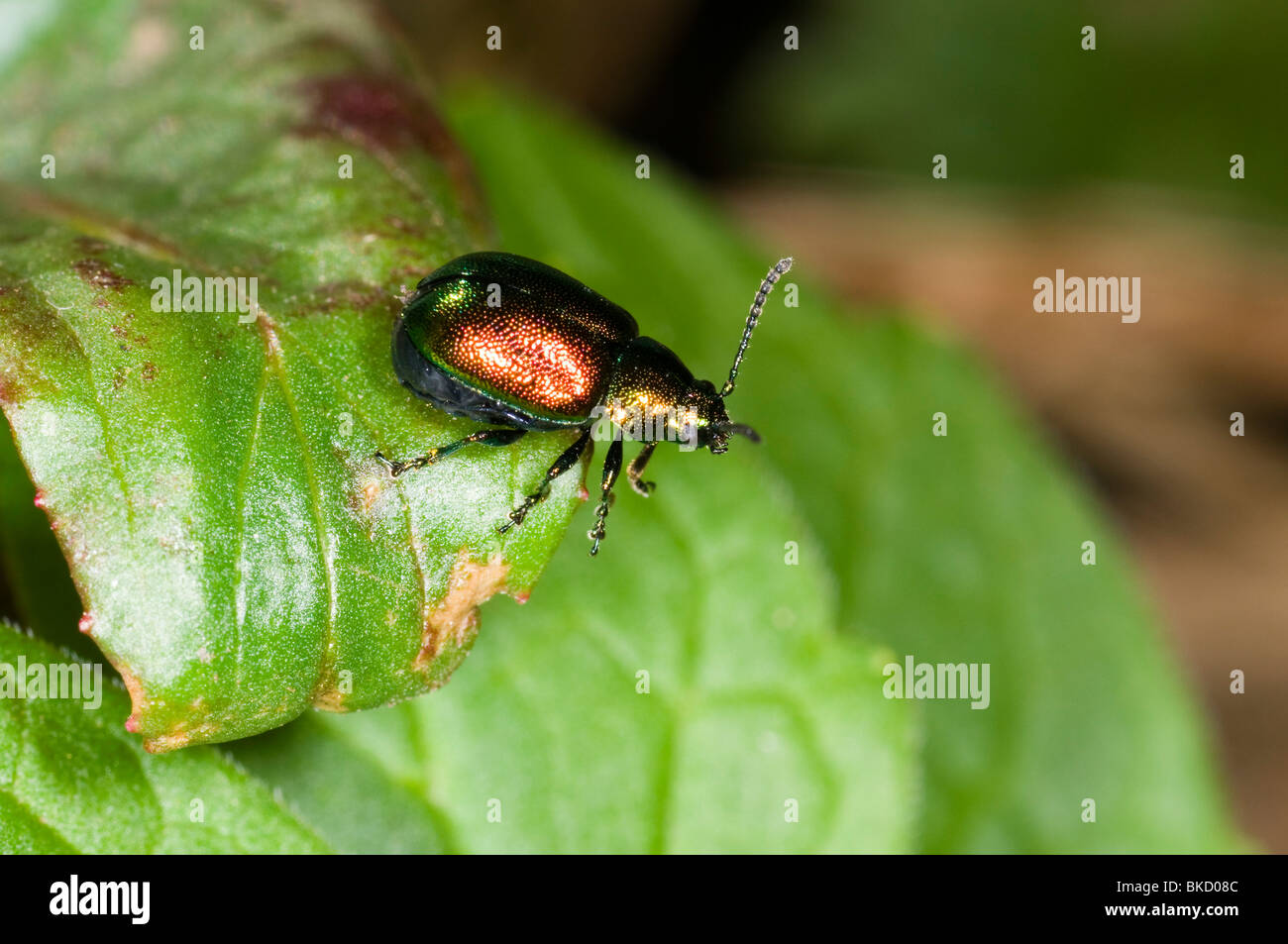 De près de l'Green leaf beetle Gastrophysa viridula dock Banque D'Images