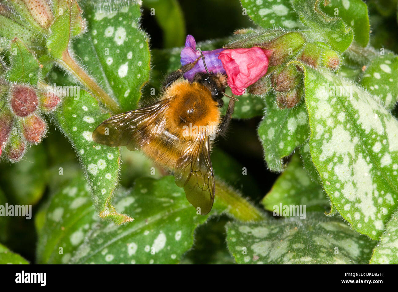 La politique commune de carder bee, Bombus pascuorum sur pulmonaria Banque D'Images