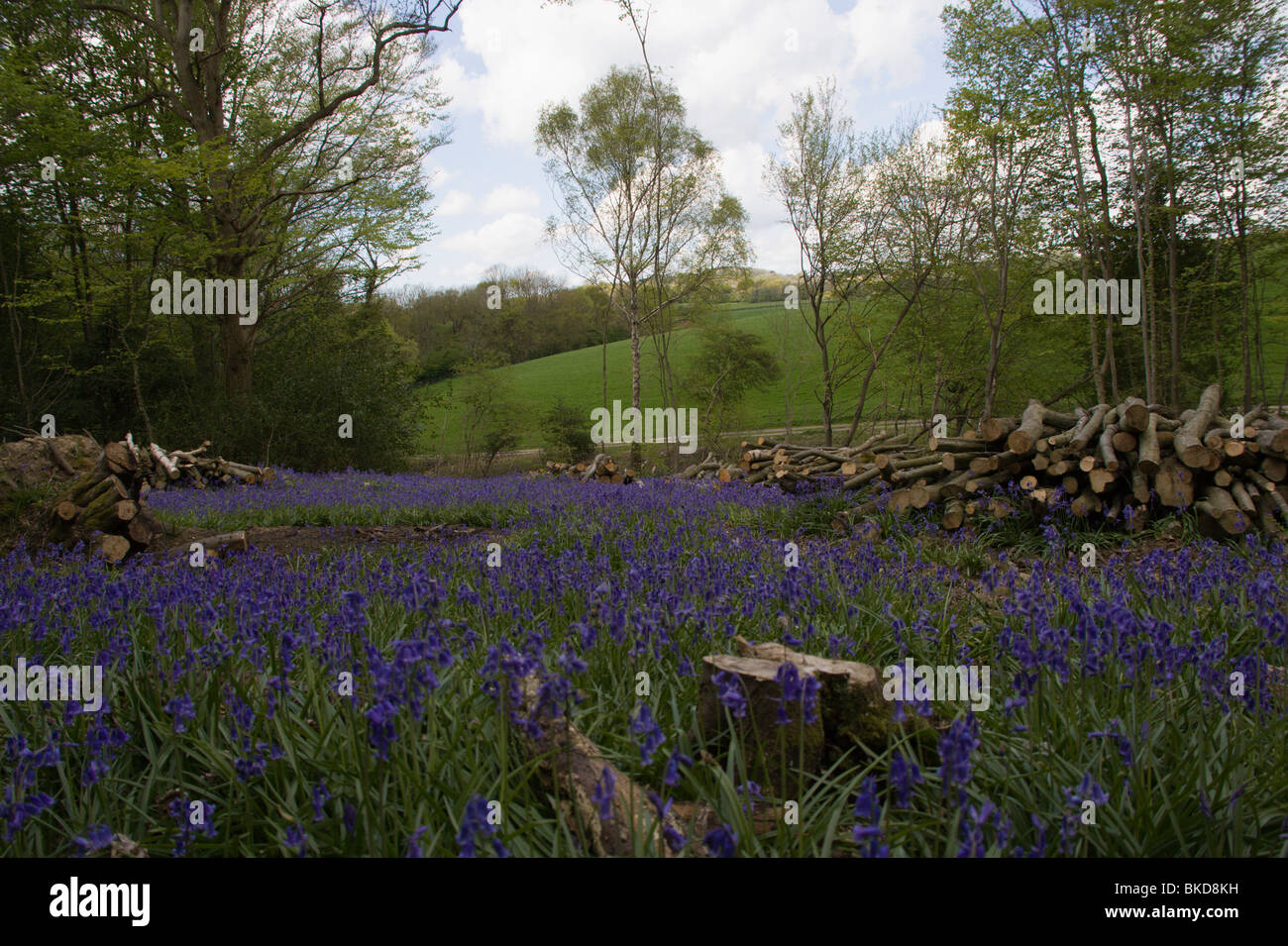 Bois taillis avec bluebells Banque D'Images