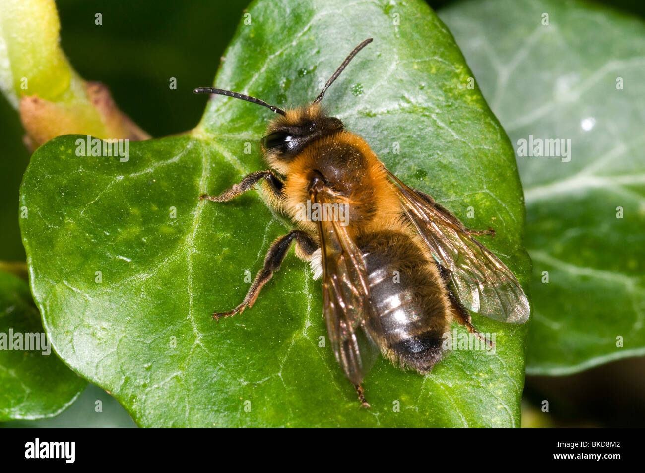 Une exploitation minière, de l'abeille Andrena nitida, au repos sur une feuille Banque D'Images