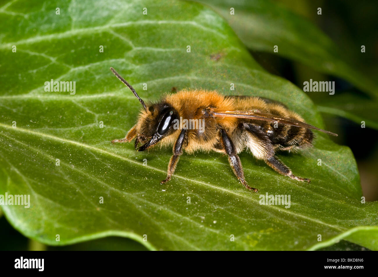Une exploitation minière, de l'abeille Andrena nitida, au repos sur une feuille Banque D'Images
