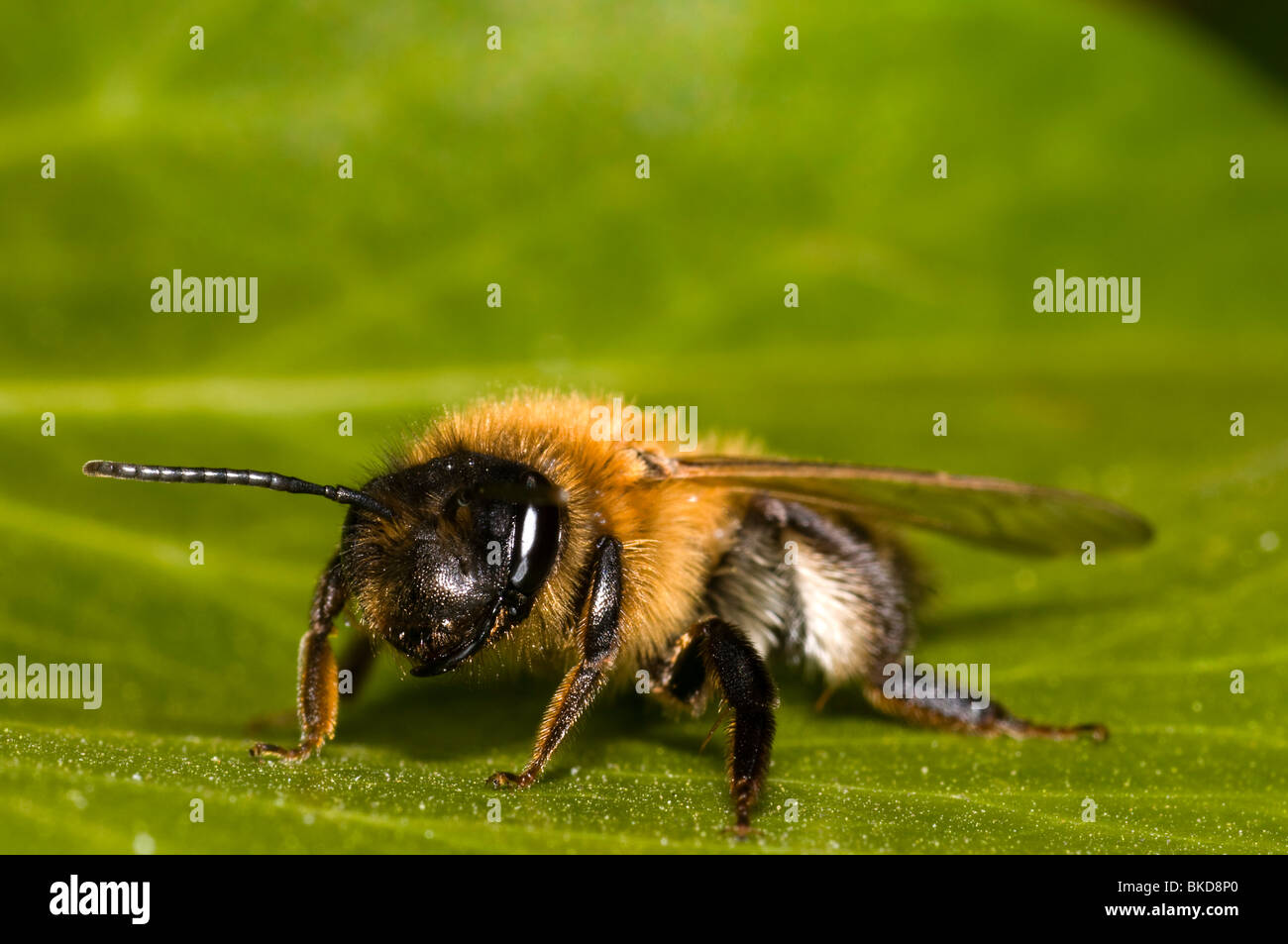 Une exploitation minière, de l'abeille Andrena nitida, au repos sur une feuille Banque D'Images