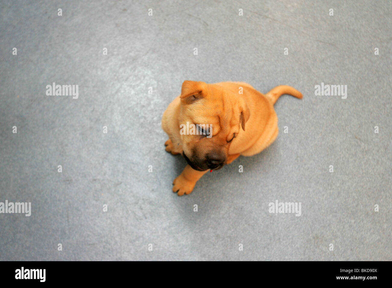 Shar Pei chiot bébé sur le plancher. Banque D'Images