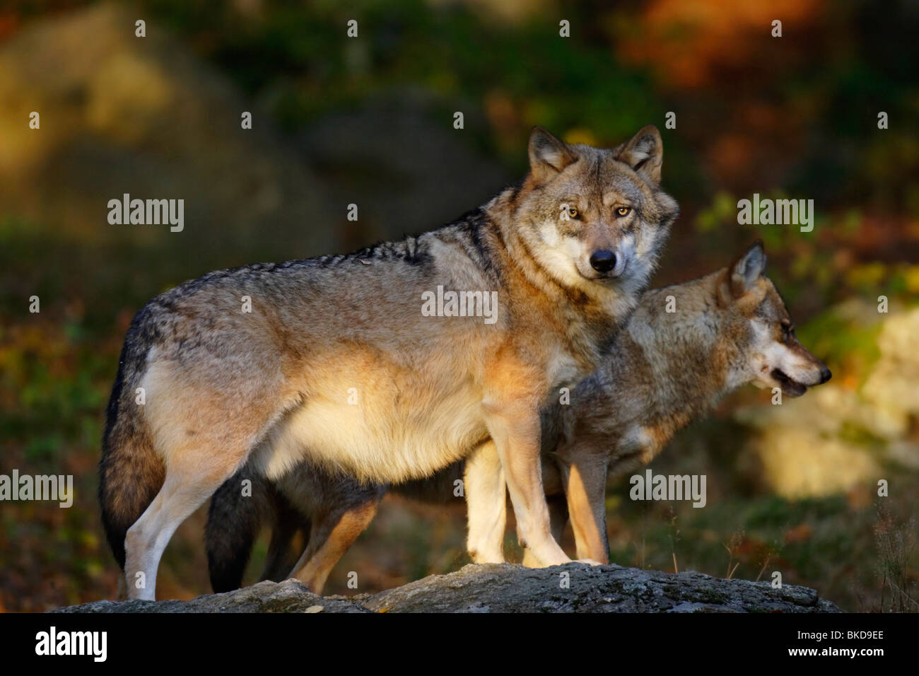 Le loup, Canis lupus, dans la chaude lumière Banque D'Images