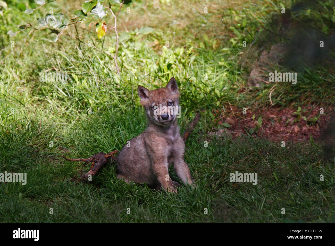 Le loup, Canis lupus, Jung, welpe, jungtier Banque D'Images