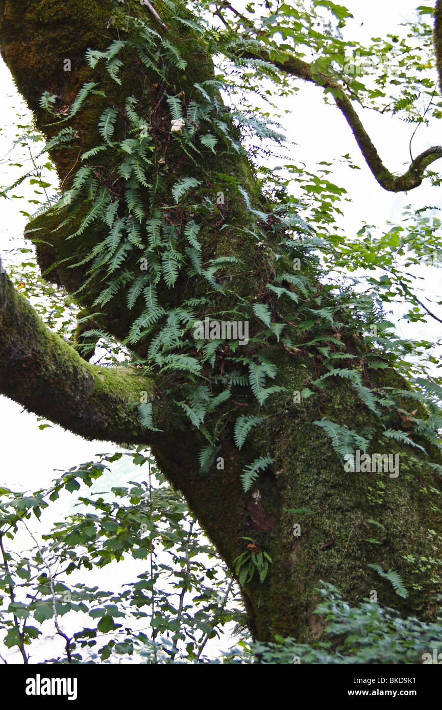 Farne am Baum, fougère on tree Banque D'Images