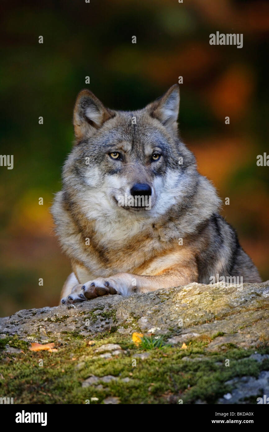 Le loup, Canis lupus, dans la chaude lumière Banque D'Images