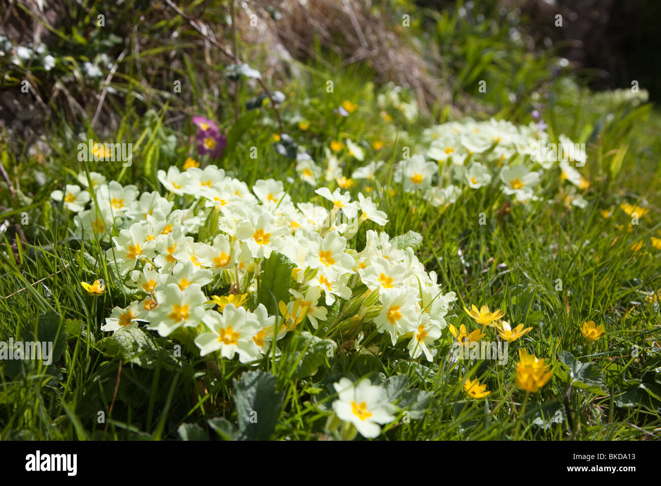 Primevères Primula vulgaris en fleur sur l'île de Caldey, Pembrokeshire Wales UK Banque D'Images