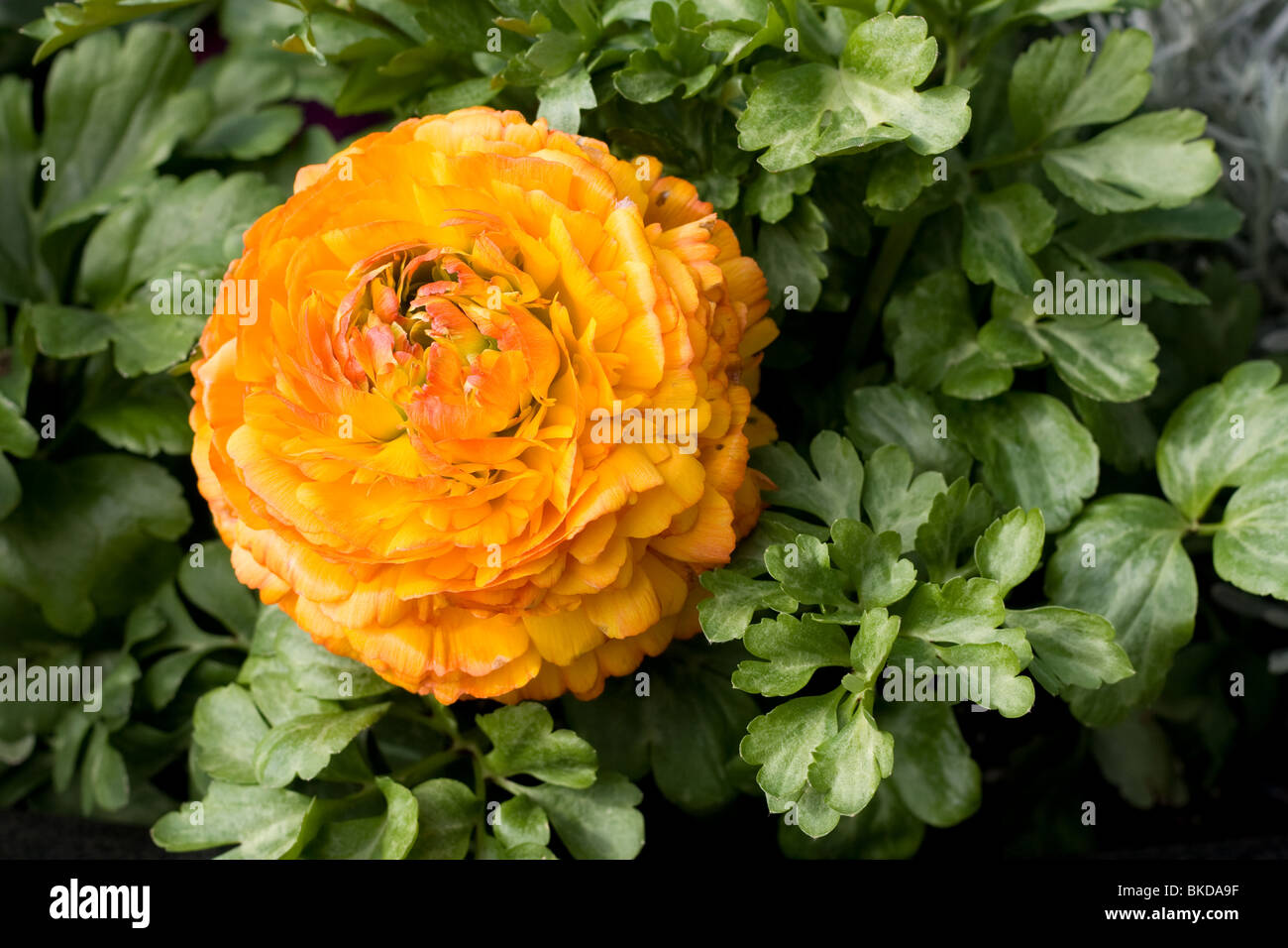 Fleurs d’été Banque D'Images